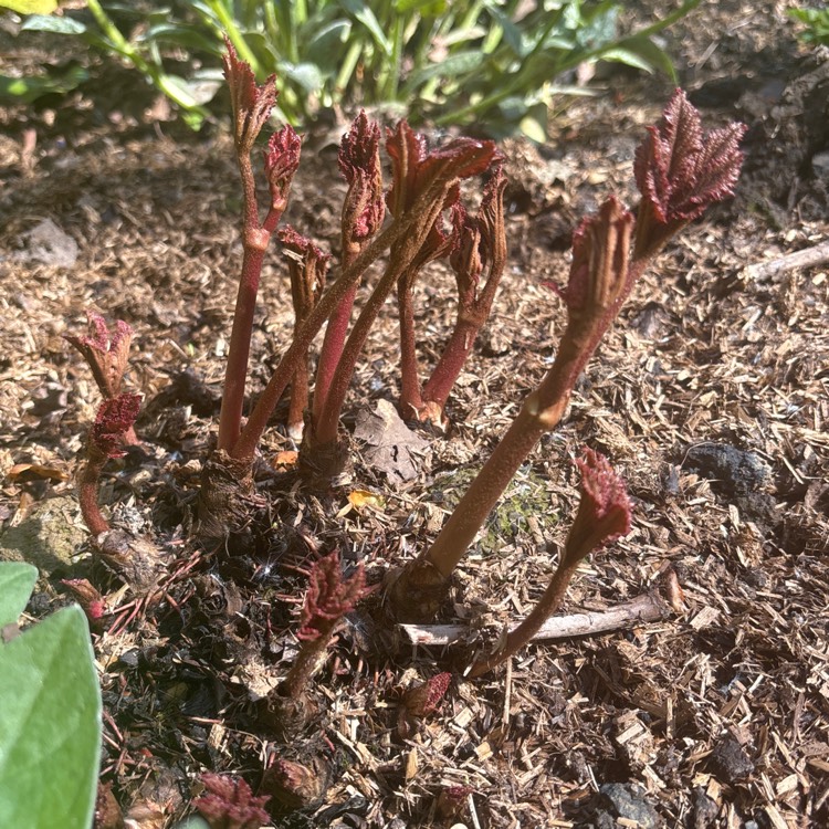 plant image 1707608 plant image 1707608
