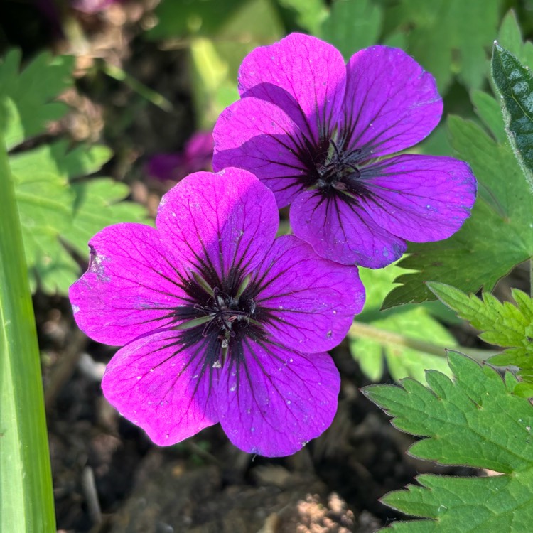 plant image 1708856 plant image 1708856