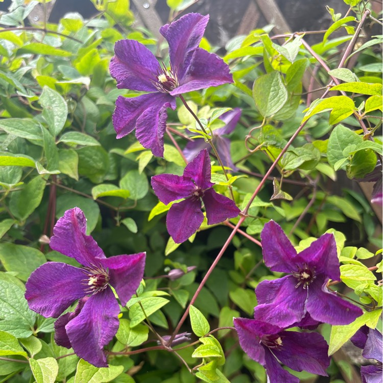 plant image 1719207 plant image 1719207