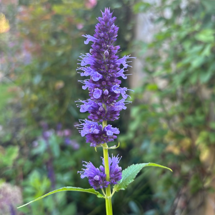 Plant image Agastache 'Blue Boa'