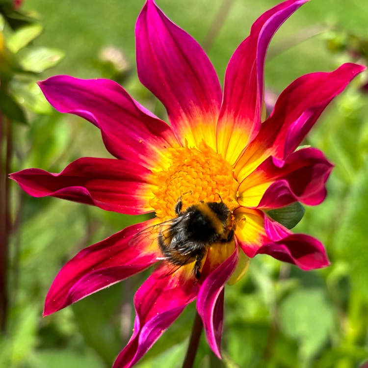 plant image 1721377 plant image 1721377