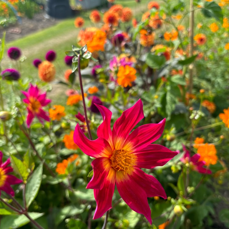plant image 1723165 plant image 1723165