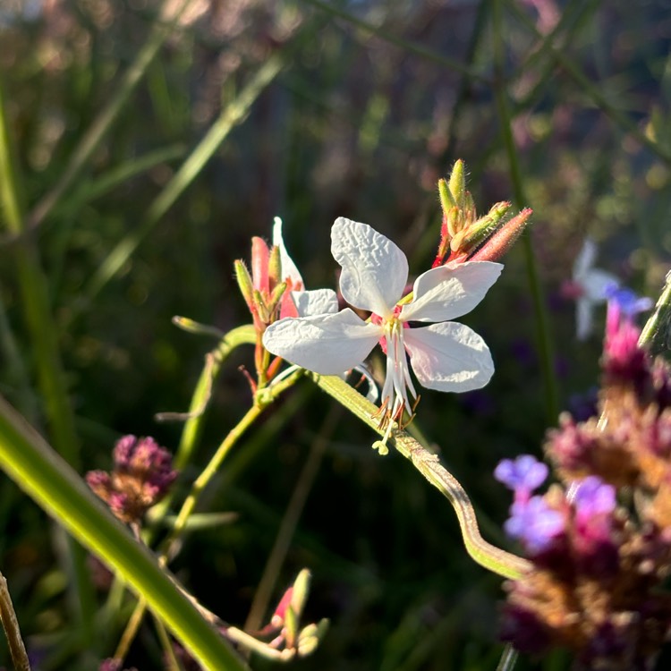 plant image 1724628 plant image 1724628