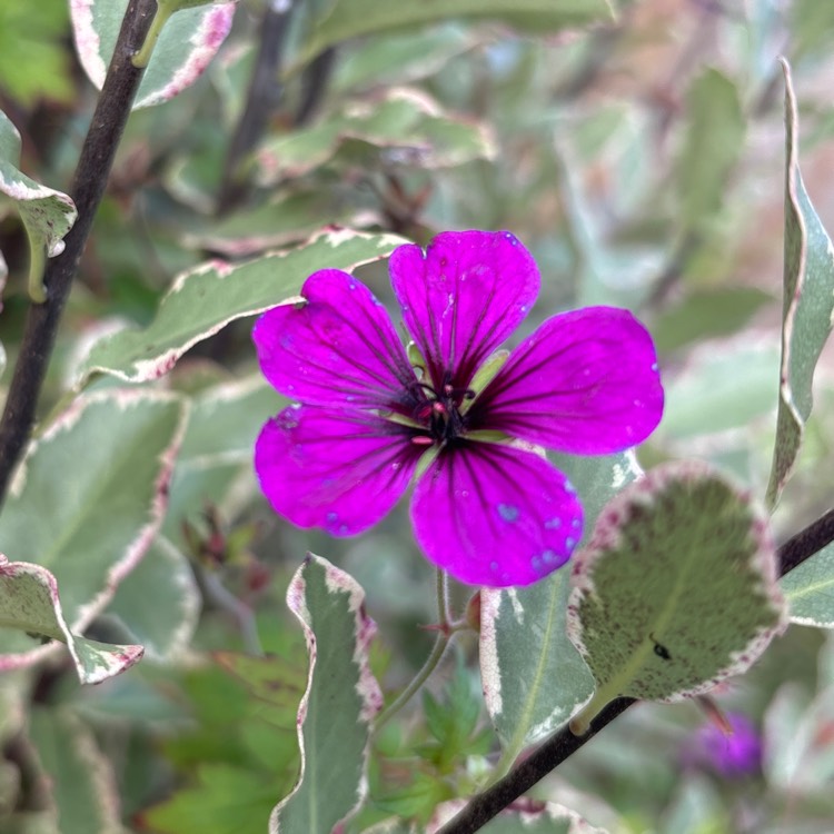 plant image 1726135 plant image 1726135
