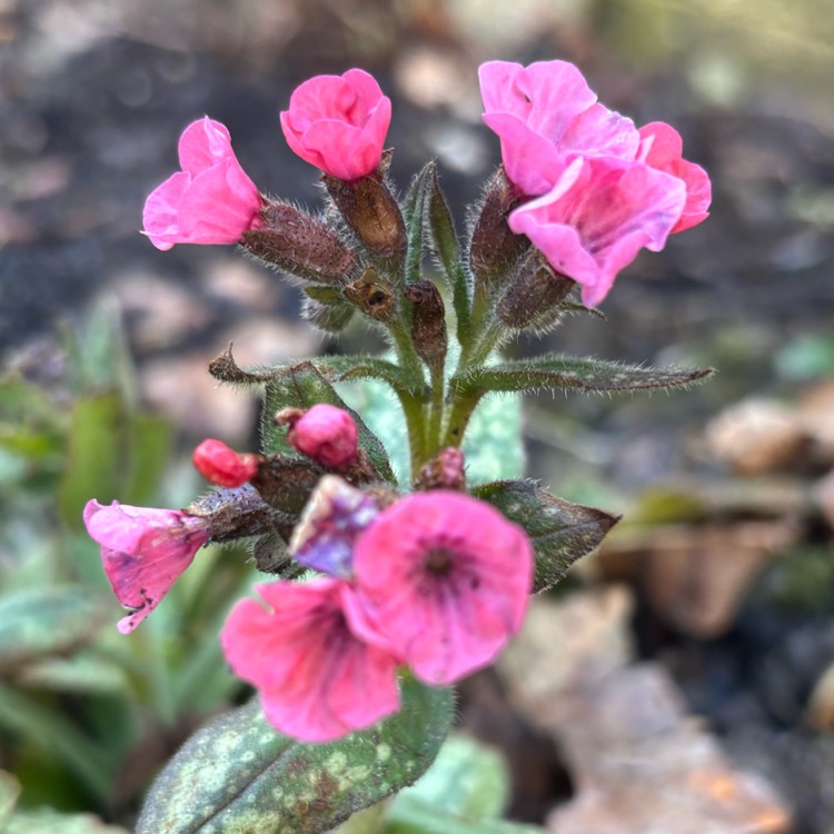 plant image 1730850