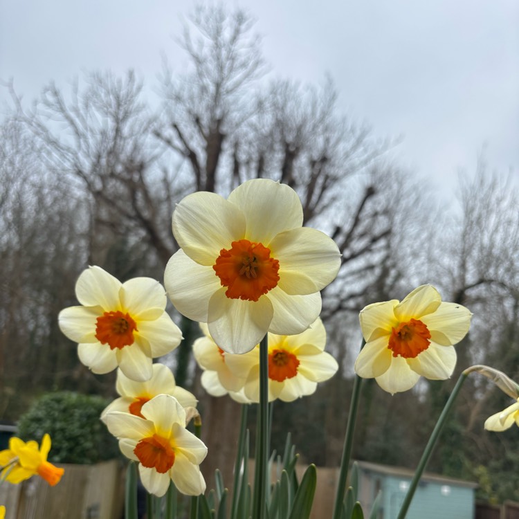 plant image 1731621