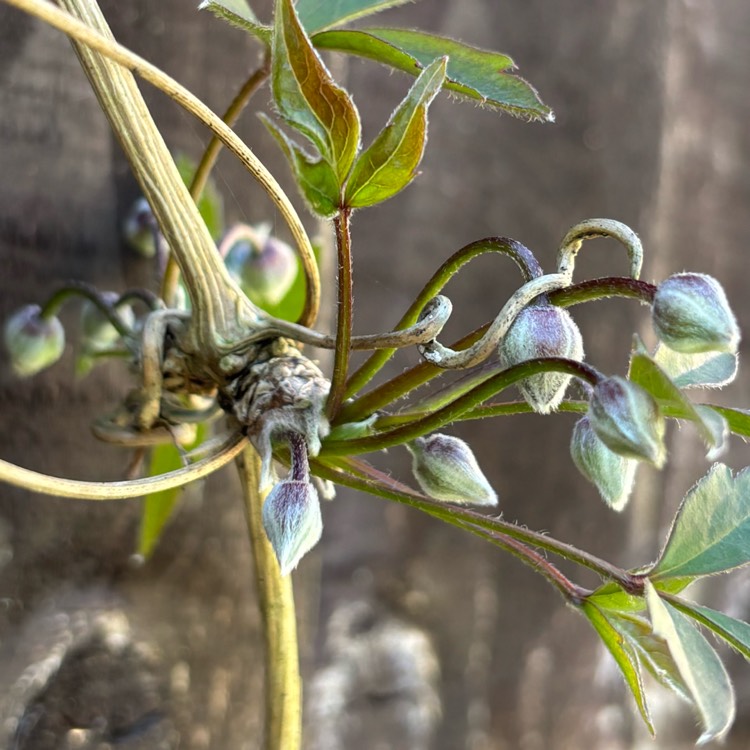 plant image 1731799