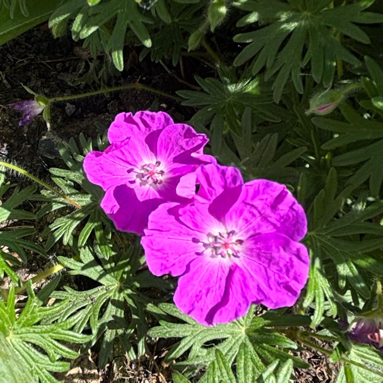 plant image 1733811 plant image 1733811