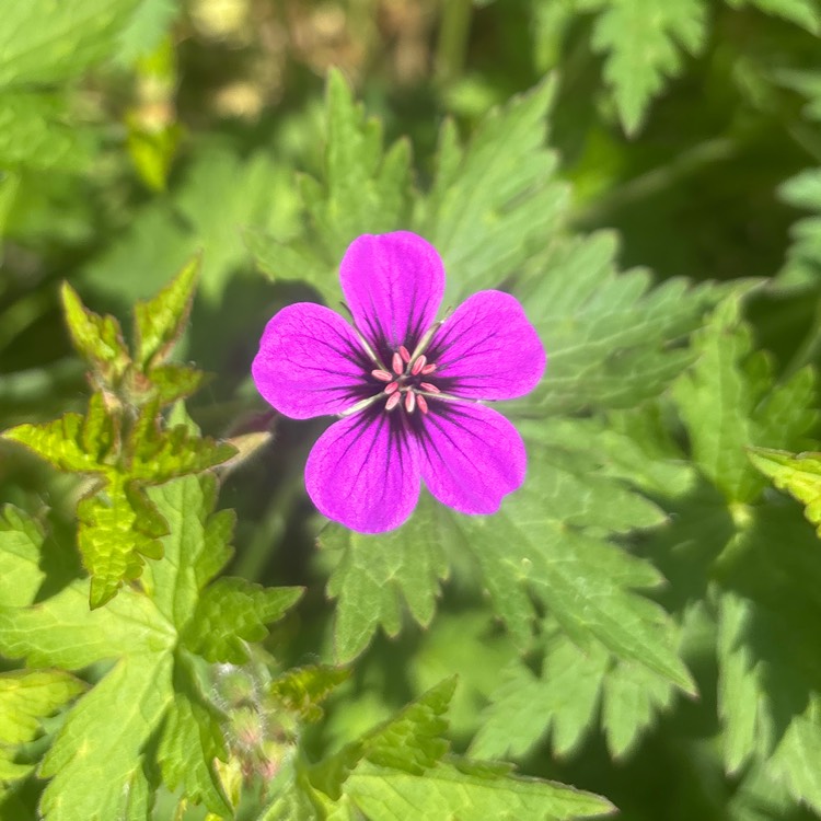plant image 1734227 plant image 1734227