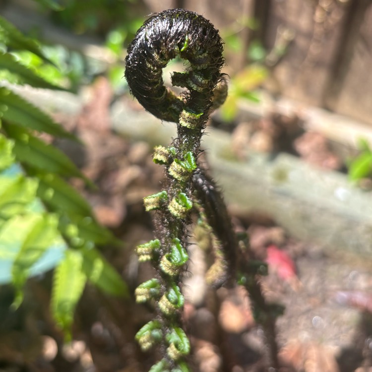 plant image 1734228 plant image 1734228