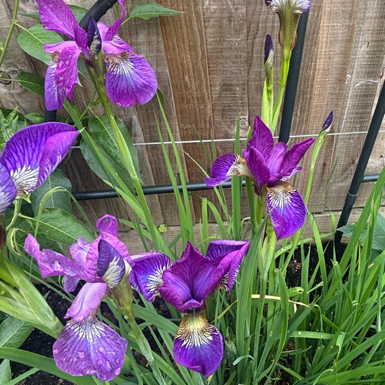 plant image 1734464 plant image 1734464