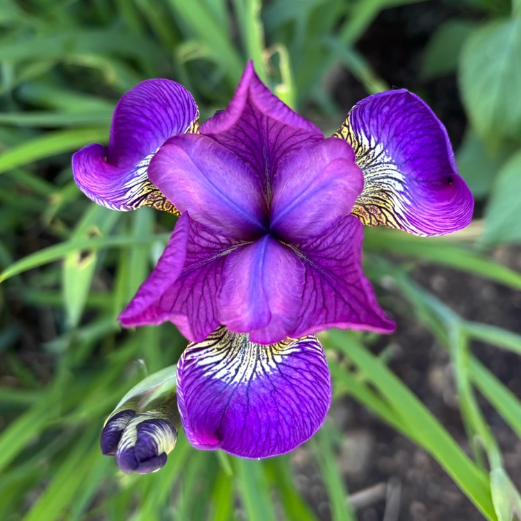 plant image 1734681 plant image 1734681