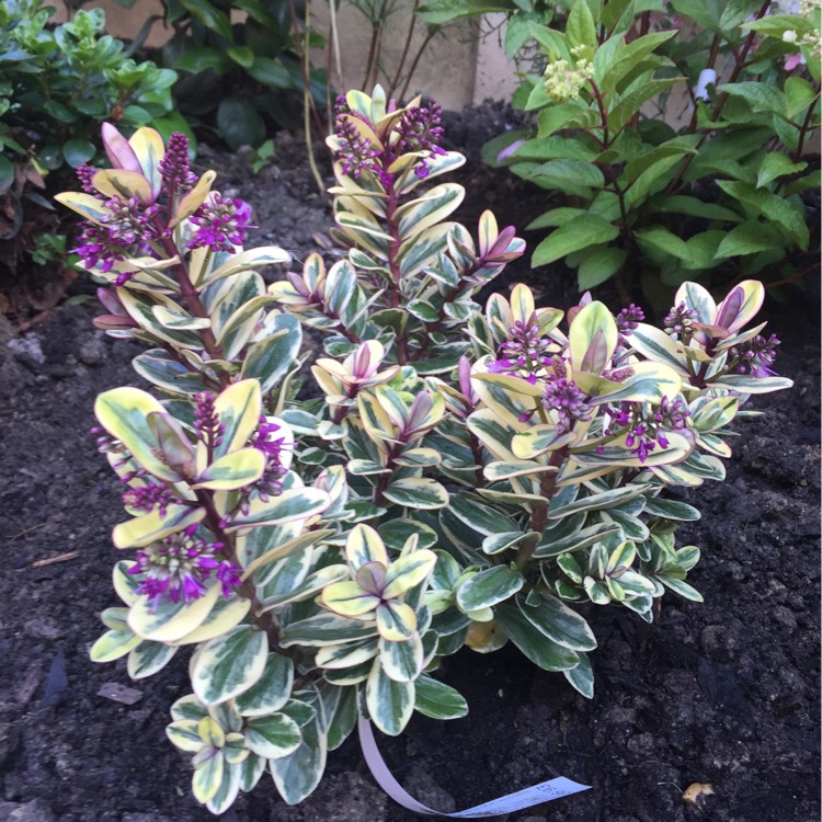 Plant image Hebe 'Tricolor'