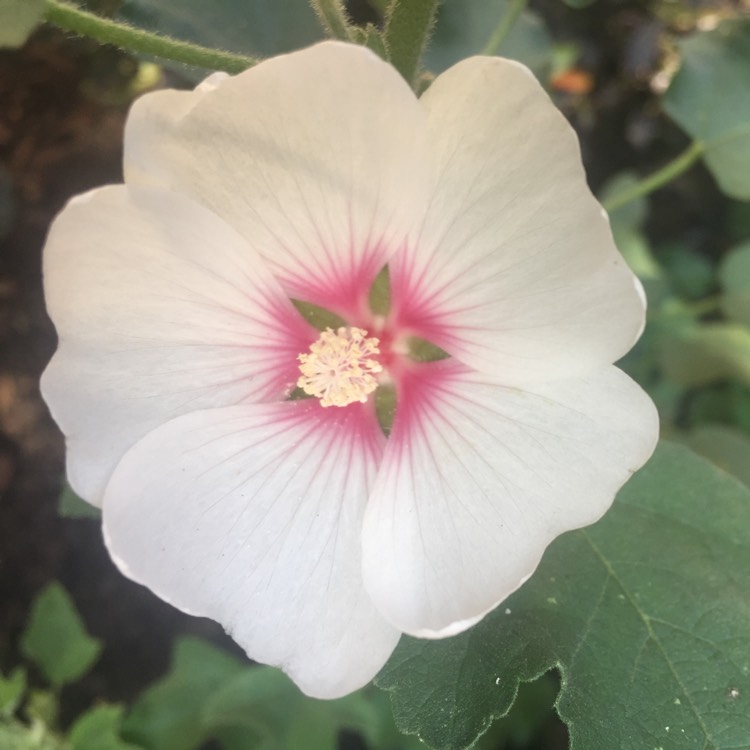 plant image 234967