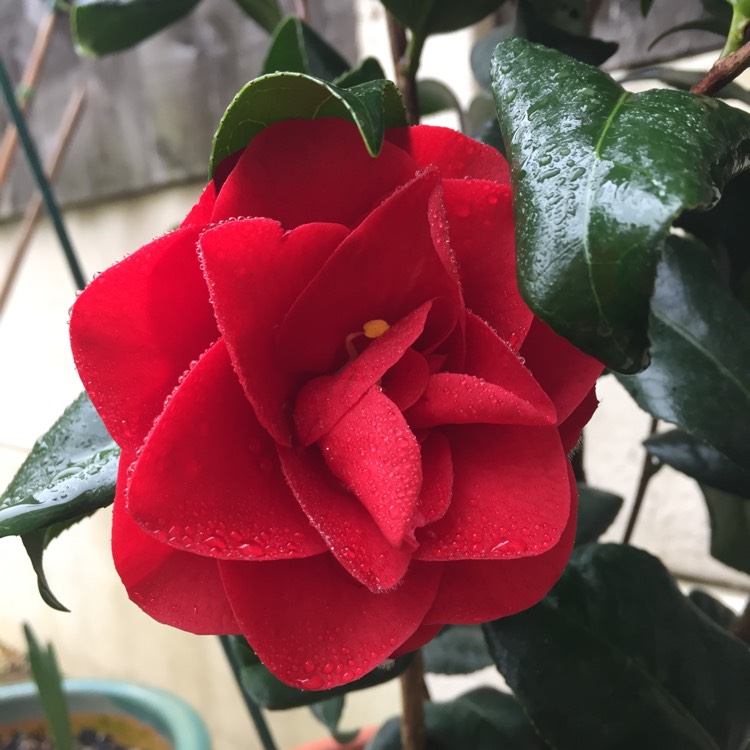 Plant image Camellia japonica 'Ace of Hearts'