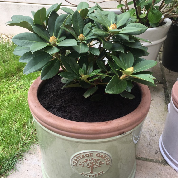 plant image 362478