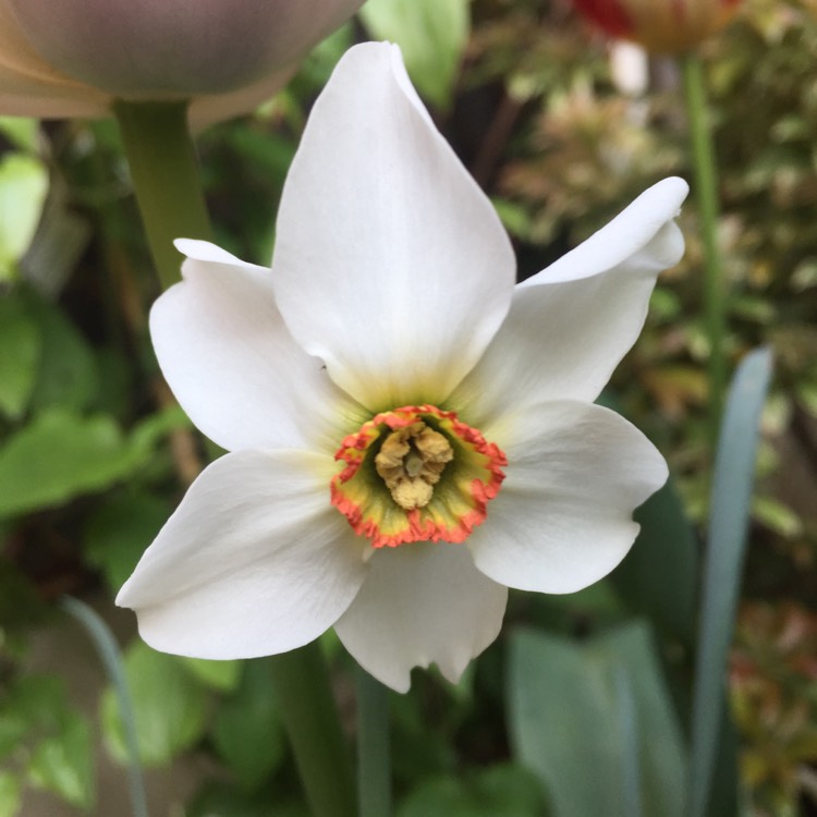 plant image 380605