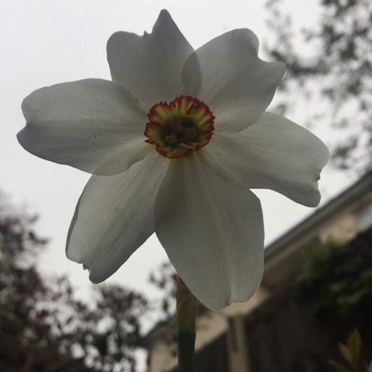 plant image 385374