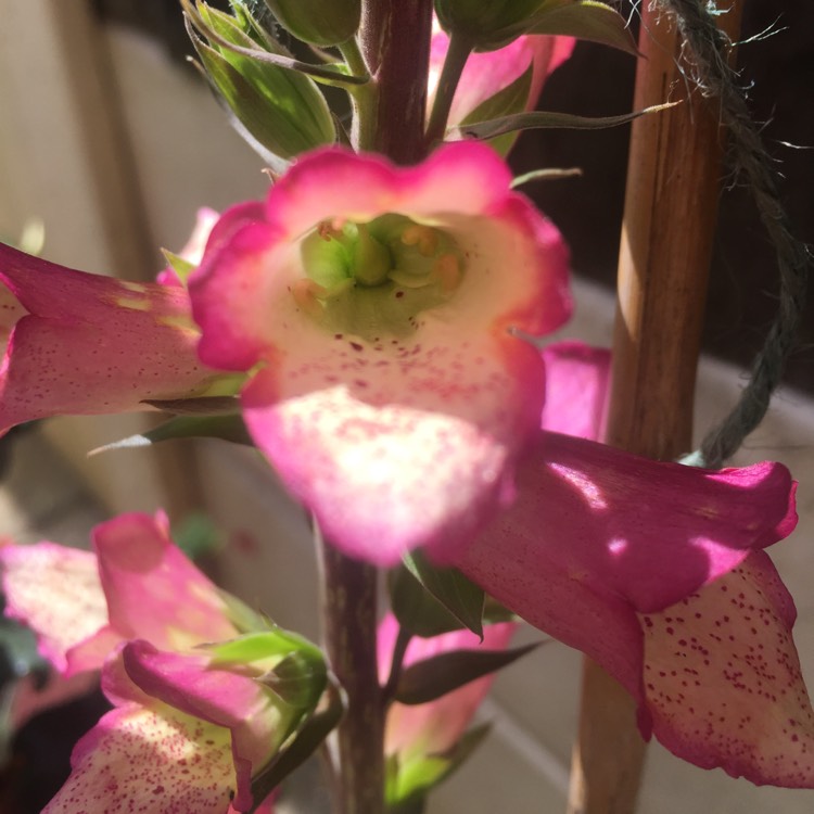 Plant image Digitalis Illumination Series