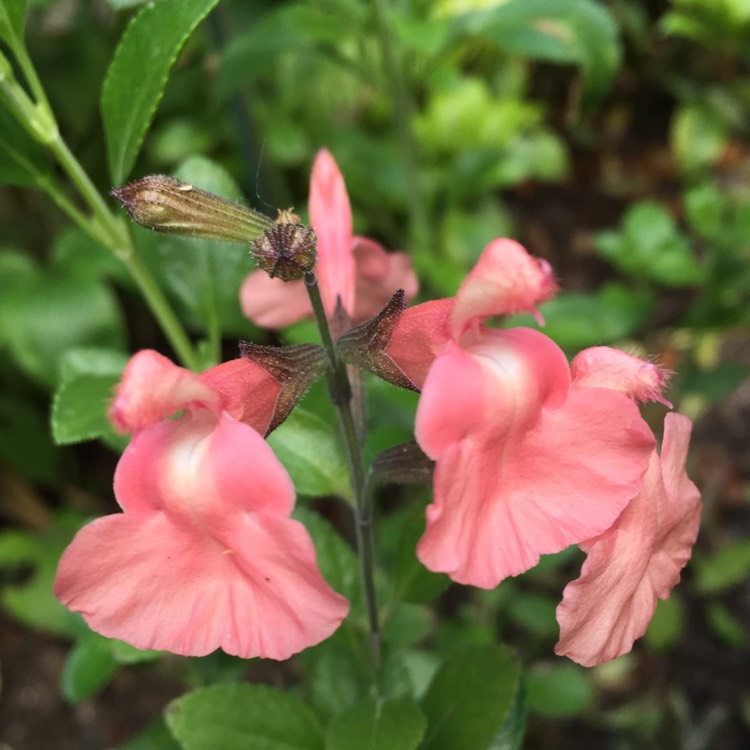 plant image 415724