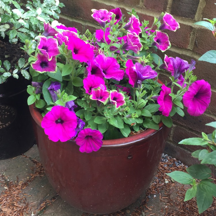 Plant image Petunia 'Sanguna'
