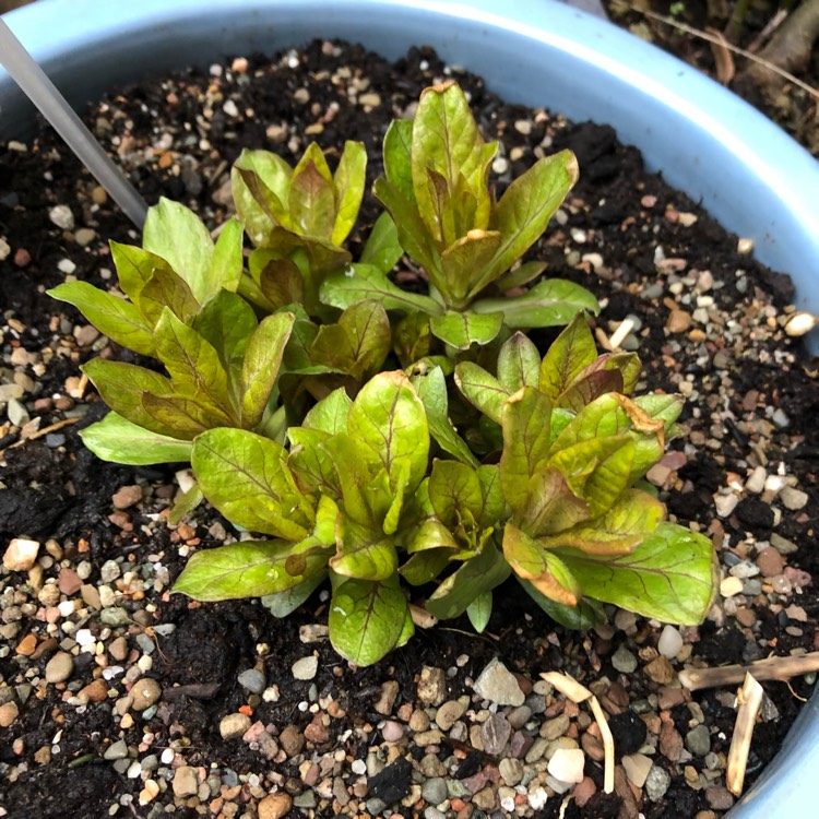 plant image 627637 plant image 627637