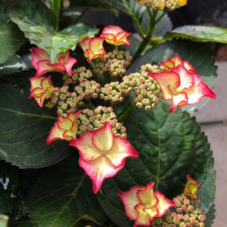 plant image 724109 plant image 724109