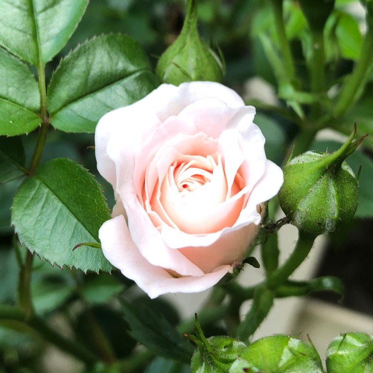 plant image 727772 plant image 727772