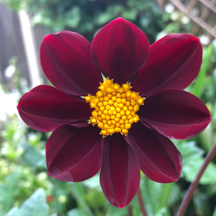 Plant image Dahlia 'Mexican Black'