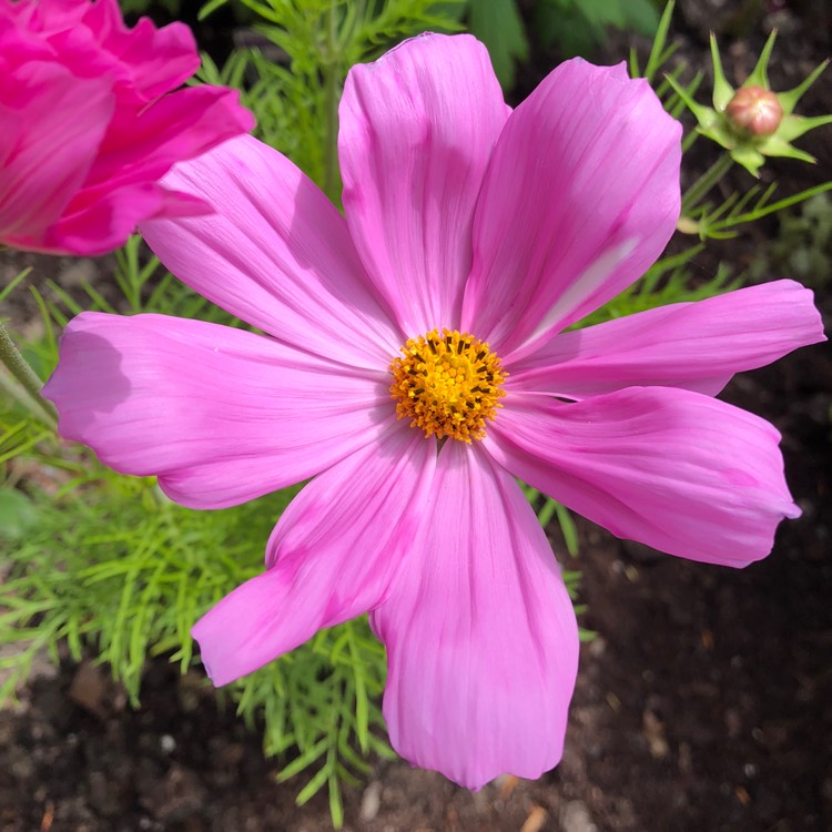 plant image 747828 plant image 747828