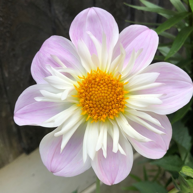 plant image 747832 plant image 747832