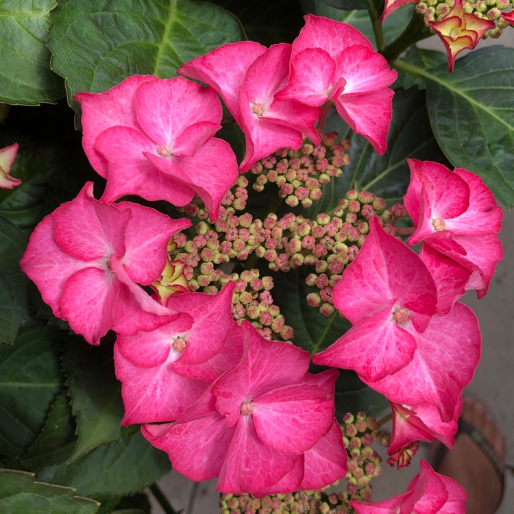 plant image 747854 plant image 747854