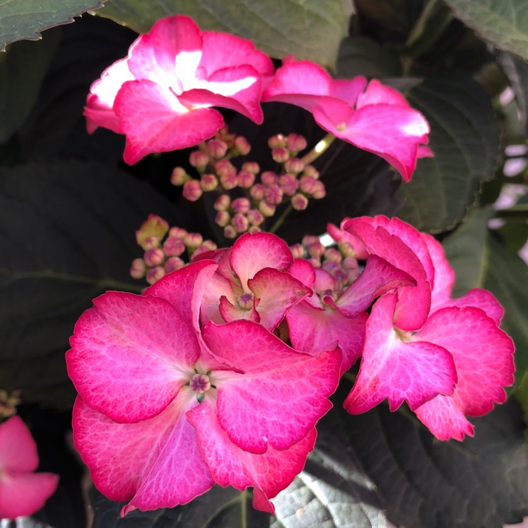plant image 755321 plant image 755321