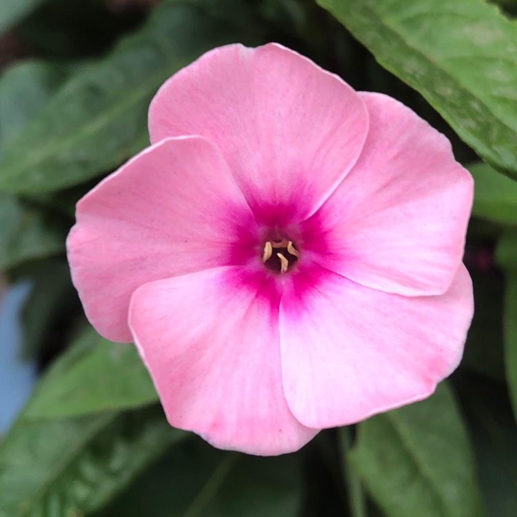 plant image 778949 plant image 778949