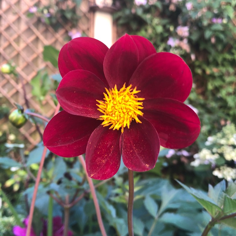 plant image 800248
