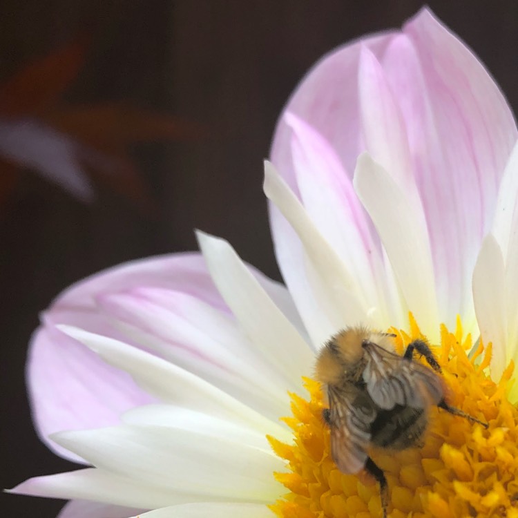 plant image 834314 plant image 834314