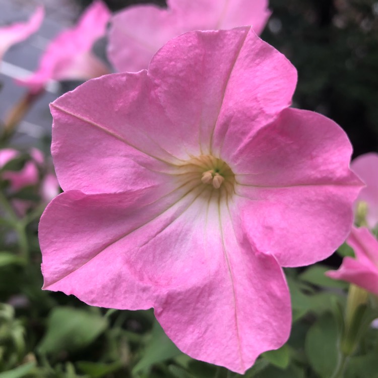 plant image 834396 plant image 834396