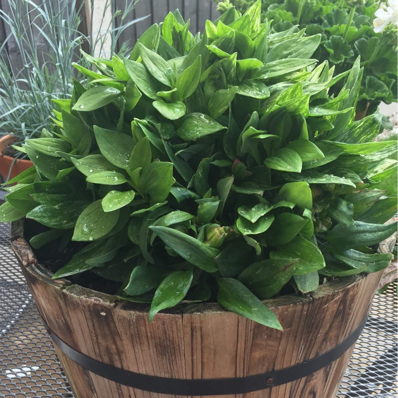 plant image 83503 plant image 83503