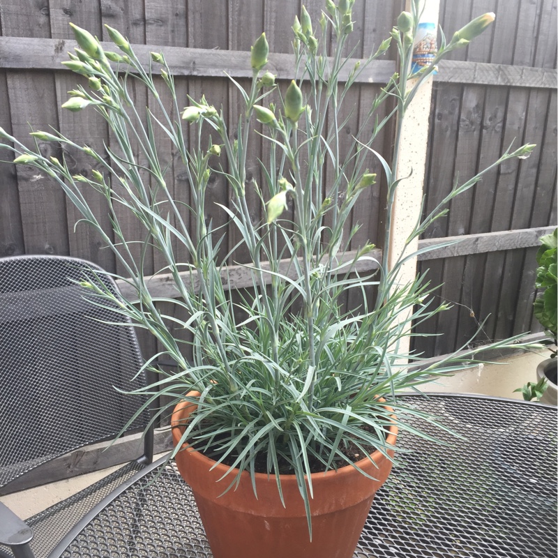 plant image 83508 plant image 83508