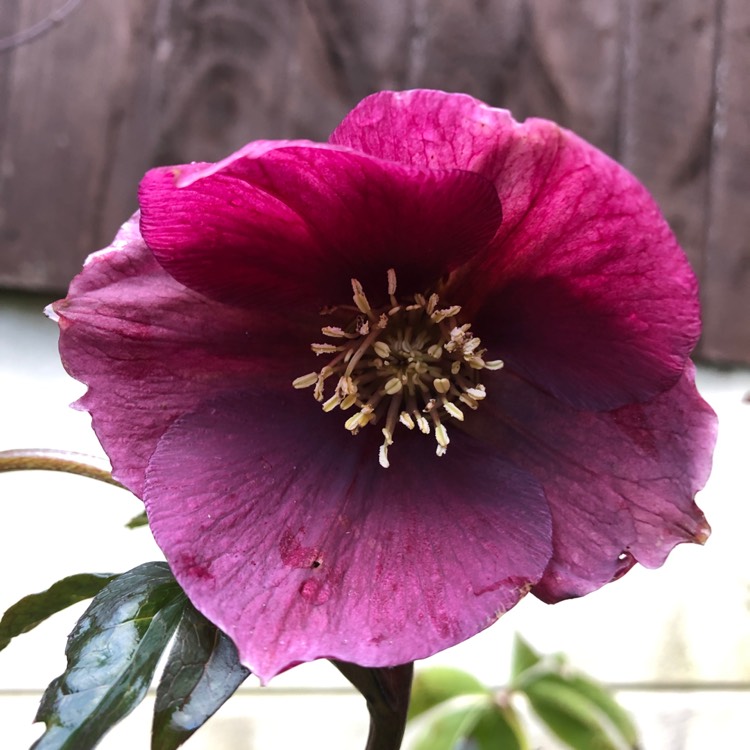Plant image Helleborus niger 'Harvington Hybrids'