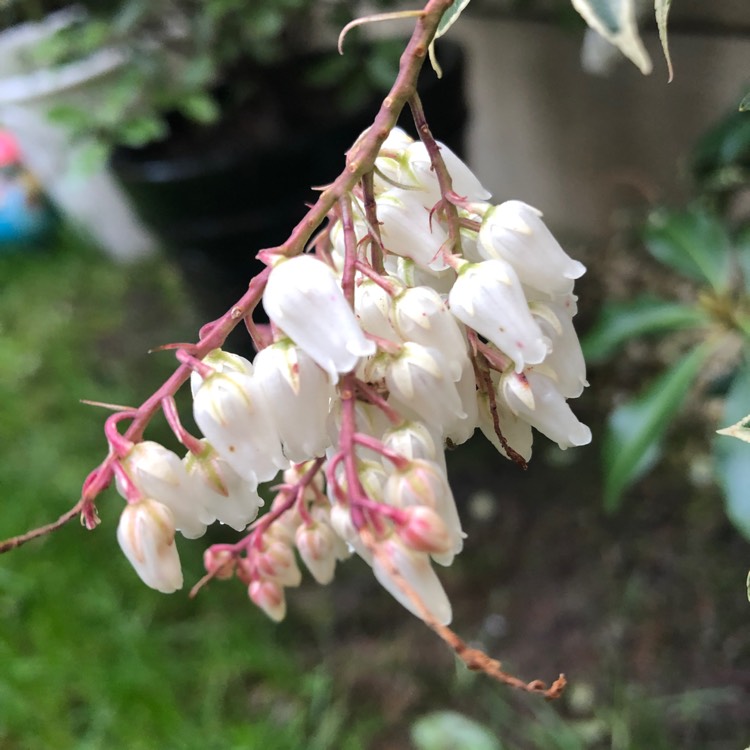 Plant image Pieris japonica 'Carnaval'