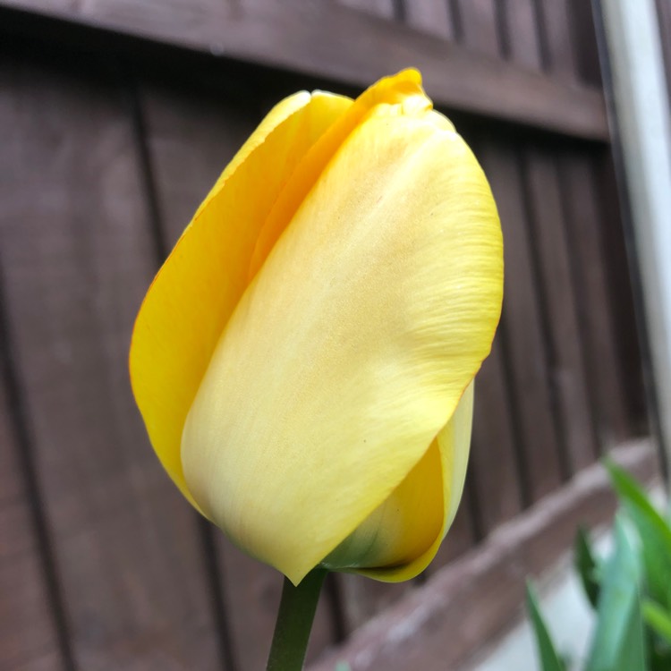 plant image 980743