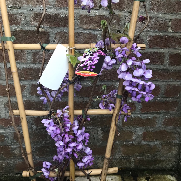 plant image 1055444
