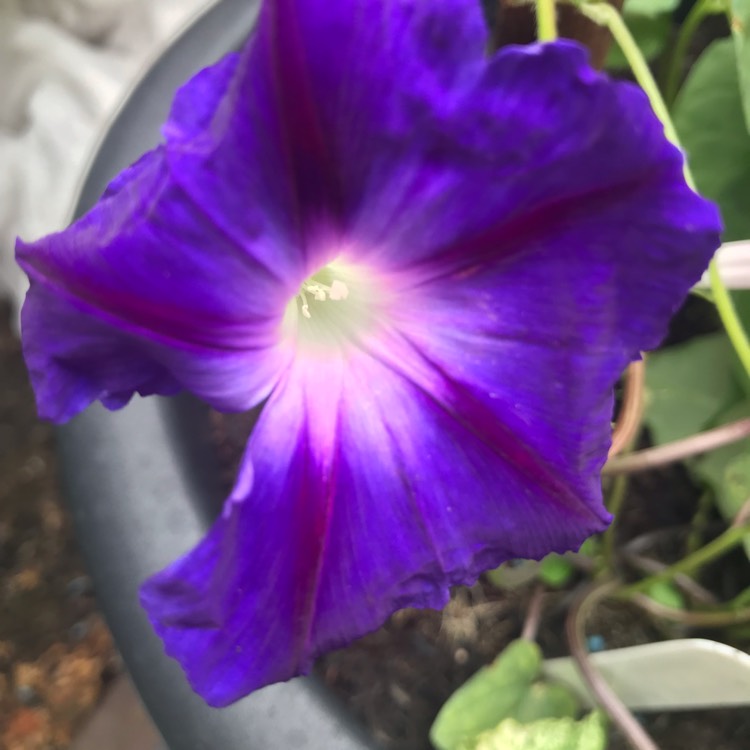 Plant image Ipomoea purpurea 'Star Of Yalta'