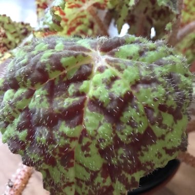 Begonia 'Marmaduke'