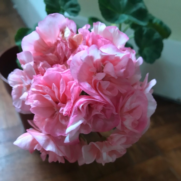 plant image 1079153