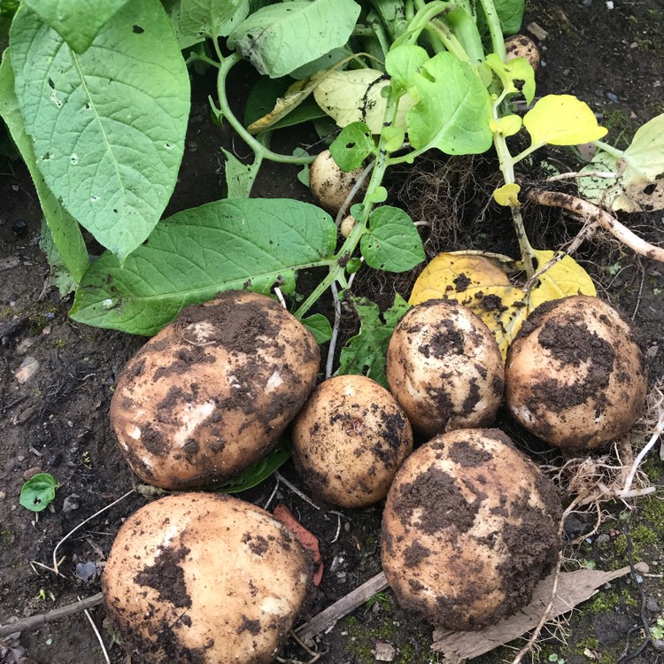 Plant image Solanum tuberosum 'Rocket'