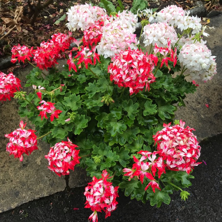 plant image 1098391