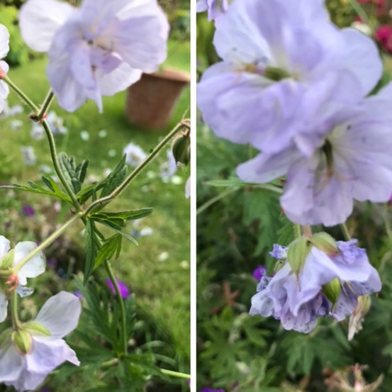 plant image 1105869