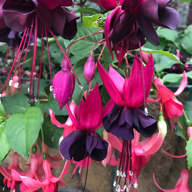 Plant image Fuchsia 'Blackie'